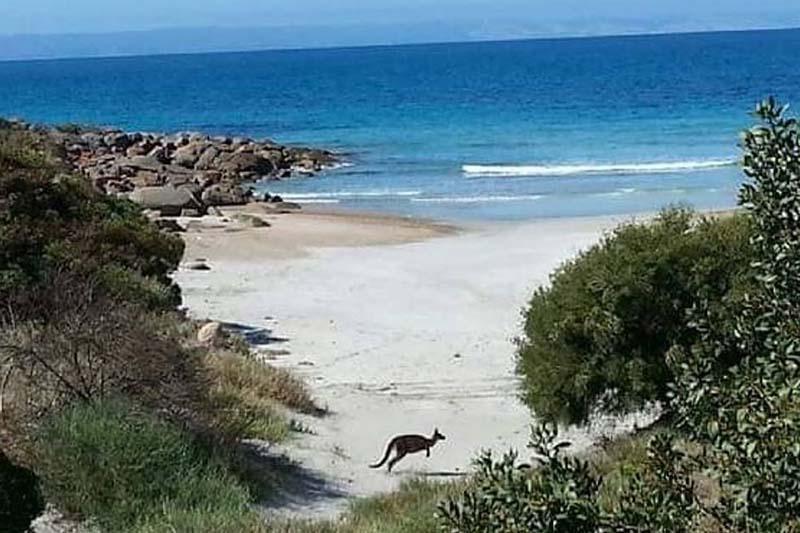 Sea Dragon Kangaroo Island Penneshaw Exterior photo